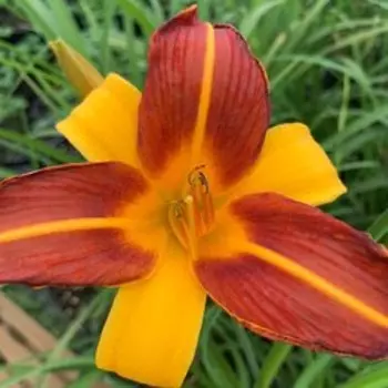 Лилейник гибридный Франс Халс (С2)