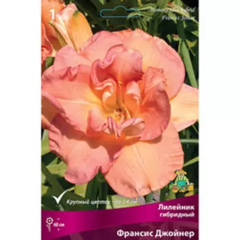Лилейник гибридный Франсис Джойнер