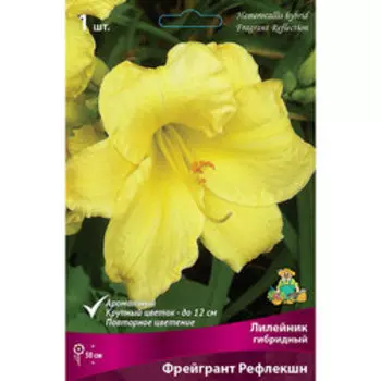 Лилейник гибридный Фрейгрант Рефлекшн
