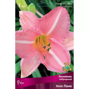 Лилейник гибридный Холс Пинк