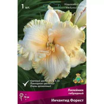 Лилейник гибридный Инчантид Форест