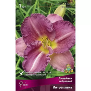 Лилейник гибридный Интрэпмент