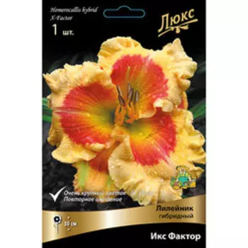 Лилейник гибридный Икс Фактор
