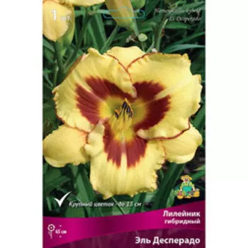 Лилейник гибридный Эль Десперадо