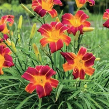 Лилейник гибридный ЭвериДейлили Ред Рибз (С2)