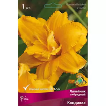 Лилейник гибридный Кондилла