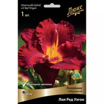 Лилейник гибридный Лил Ред Уэгон *