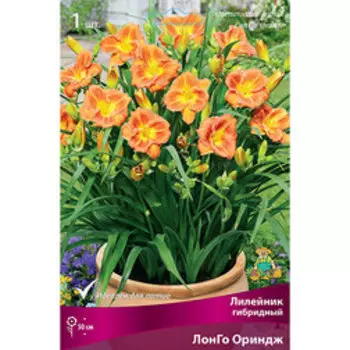 Лилейник гибридный ЛонГо Ориндж (серия Патио)