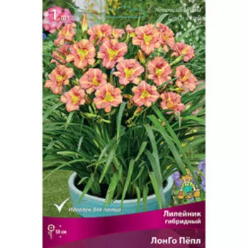 Лилейник гибридный ЛонГо Пёпл