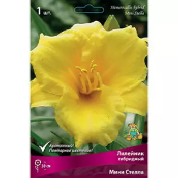 Лилейник гибридный Мини Стелла
