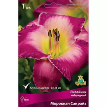 Лилейник гибридный Мороккан Санрайз