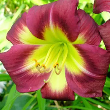 Лилейник гибридный Найт Бекон (С2)