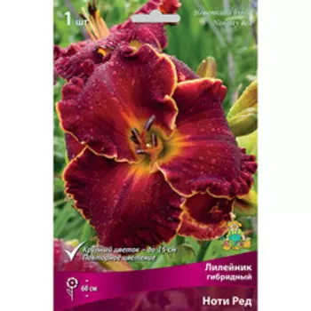 Лилейник гибридный Ноти Ред