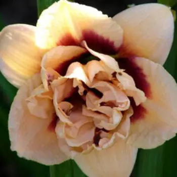 Лилейник гибридный Росвита (С2)