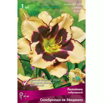 Лилейник гибридный Селебрейшн ов Эйнджелз