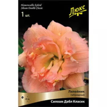 Лилейник гибридный Силоам Дабл Класик