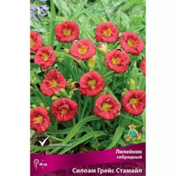 Лилейник гибридный Силоам Грейс Стамайл