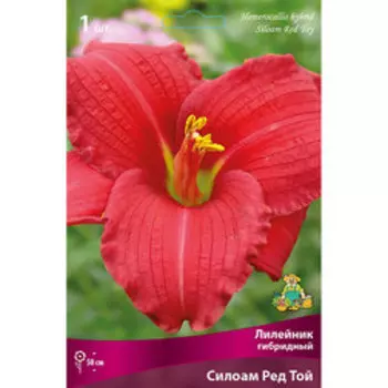 Лилейник гибридный Силоам Ред Той