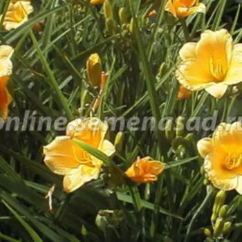 Лилейник гибридный Стелла д'Оро (С2)