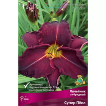 Лилейник гибридный Супер Пепл