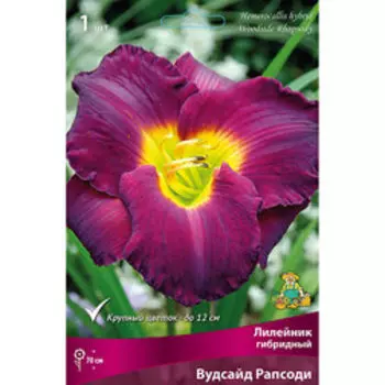 Лилейник гибридный Вудсайп Рапсоди