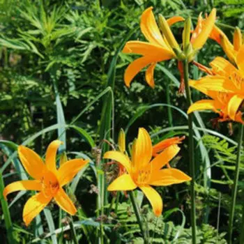 Лилейник Миддендорфа (С2)