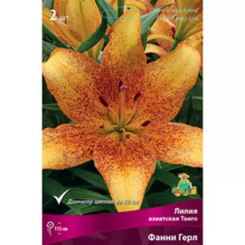 Лилии Азиатские Танго Фанни Герл (2 шт.)