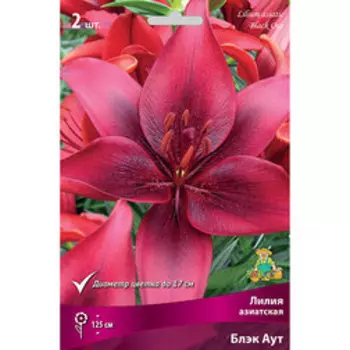 Лилия Азиатская Блэк Аут (2 шт.)