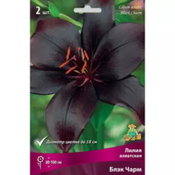 Лилия Азиатская Блэк Чарм (2 шт.)