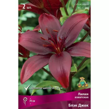 Лилия Азиатская Блэк Джек (2 шт.)