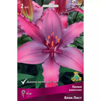 Лилия Азиатская Блэк Лист (2 шт.)