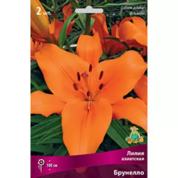Лилия Азиатская Брунелло (2 шт.)