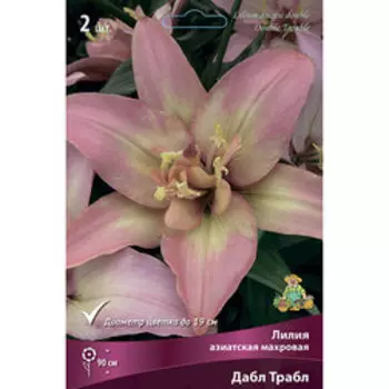 Лилия Азиатская Дабл Трабл (2шт.)