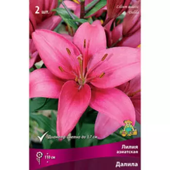 Лилия Азиатская Далила (2 шт.)