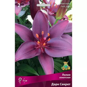 Лилия Азиатская Дарк Секрет (2 шт.)