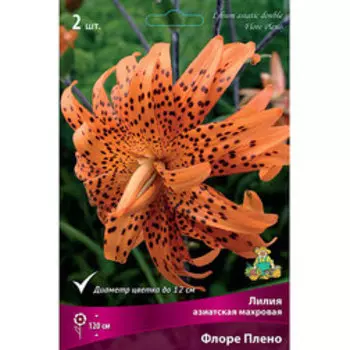Лилия Азиатская Флоре Плено (2шт.)