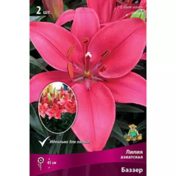 Лилия Азиатская горшечная Баззер (2 шт.)