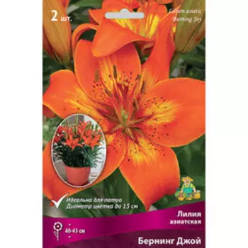 Лилия Азиатская горшечная Бернинг Джой (2 шт.)