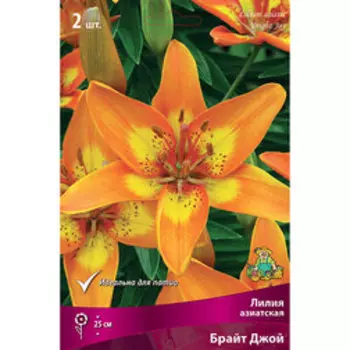 Лилия Азиатская горшечная Брайт Джой, 2 шт.