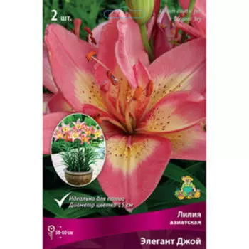 Лилия Азиатская горшечная Элегант Джой (2 шт.)
