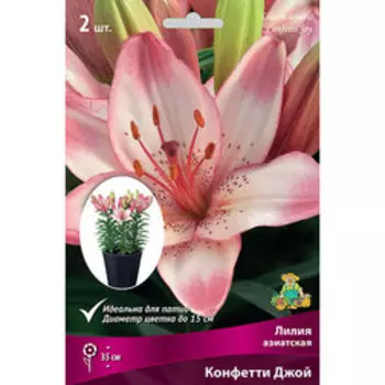 Лилия Азиатская горшечная Конфетти Джой (2 шт.)