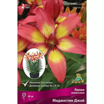 Лилия Азиатская горшечная Маджестик Джой (2 шт.)