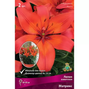 Лилия Азиатская горшечная Матрикс (2 шт.)