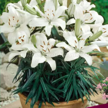 Лилия Азиатская горшечная Нью Вейв, 2 шт.
