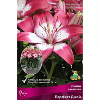 Лилия Азиатская горшечная Перфект Джой (2 шт.)