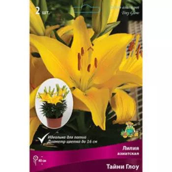 Лилия Азиатская горшечная Тайни Глоу (2 шт.)