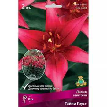 Лилия Азиатская горшечная Тайни Гоуст (2 шт.)