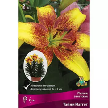 Лилия Азиатская горшечная Тайни Наггет (2 шт.)
