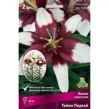 Лилия Азиатская горшечная Тайни Падхай (2 шт.)