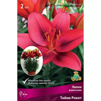 Лилия Азиатская горшечная Тайни Рокет (2 шт.)